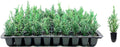 Florida Foliage Italian Cypress Tree | 10 Live Seedlings Cupressus Sempervirens Formal Elegant Mediterranean Style Plants, Green