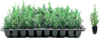 Florida Foliage Italian Cypress Tree | 10 Live Seedlings Cupressus Sempervirens Formal Elegant Mediterranean Style Plants, Green