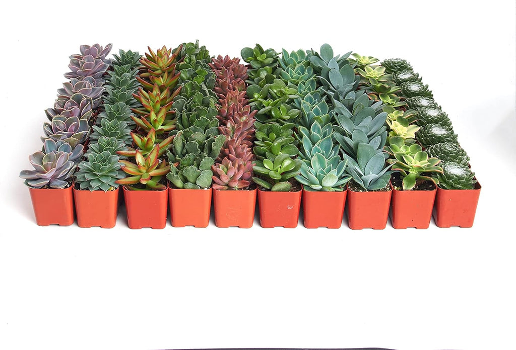Shop Succulents Assorted Succulent Plant Pack Collection - Live Mini Succulent Plants, Low Maintenance, Mixture of Colors & Textures - Wedding and Party Favors, Gift & Garden, Pack of 64