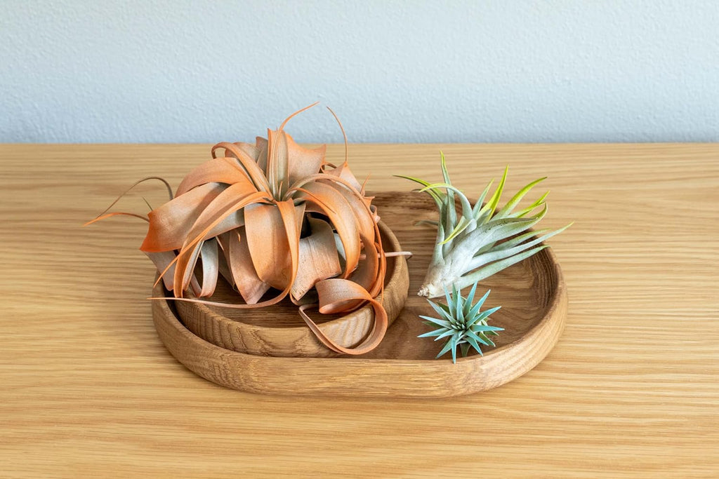 Lavender Colorful Tillandsia Air Plants - Long Lasting Color Enhanced Live Tillandsia Succulent House Plants - Home and Garden Decor - Easy Care Indoor and Outdoor Plants