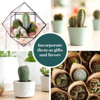 Shop Succulents | Can't Touch This Collection | Assortment of Hand Selected, Fully Rooted Live Indoor Cacti Plants, 20-Pack,