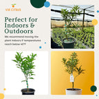 Grafted Kumquat Live Tree Plants Outdoor Plant 14-18" Tall - Sweet Kumquat Fruiting Tree Cannot Ship: CA, AZ, TX, LA, Dwarf Fruit Trees, Indoor Fruit Trees Live Plants, Kumquats Plant by Via Citrus
