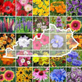 Eden Brothers Kentucky Wildflower Mixed Seeds for Planting, 1 lb, 480,000+ Seeds with Black Eyed Susan, Cosmos | Attracts Pollinators, Plant in Spring or Fall, Zones