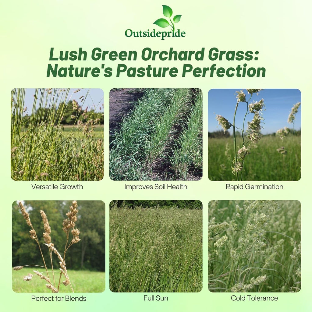 Outsidepride Grazer Orchard Pasture Grass Seed - 25 Lbs. Perennial, Drought & Shade Tolerant, Winter Hardy Fescue Seed for Hay, Grazing, Silage, Greenchop, Goat Feed, & Lawn Use