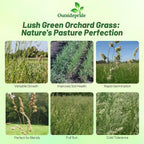 Outsidepride Grazer Orchard Pasture Grass Seed - 50 Lbs. Perennial, Drought & Shade Tolerant, Winter Hardy Fescue Seed for Hay, Grazing, Silage, Greenchop, Goat Feed, & Lawn Use