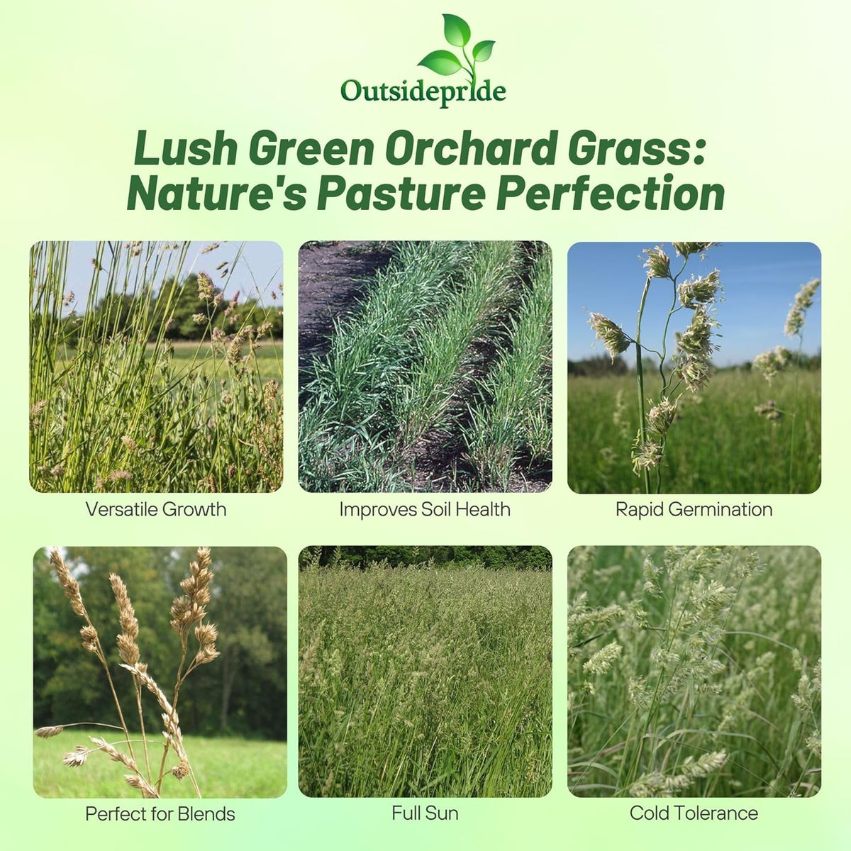 Outsidepride Grazer Orchard Pasture Grass Seed - 50 Lbs. Perennial, Drought & Shade Tolerant, Winter Hardy Fescue Seed for Hay, Grazing, Silage, Greenchop, Goat Feed, & Lawn Use