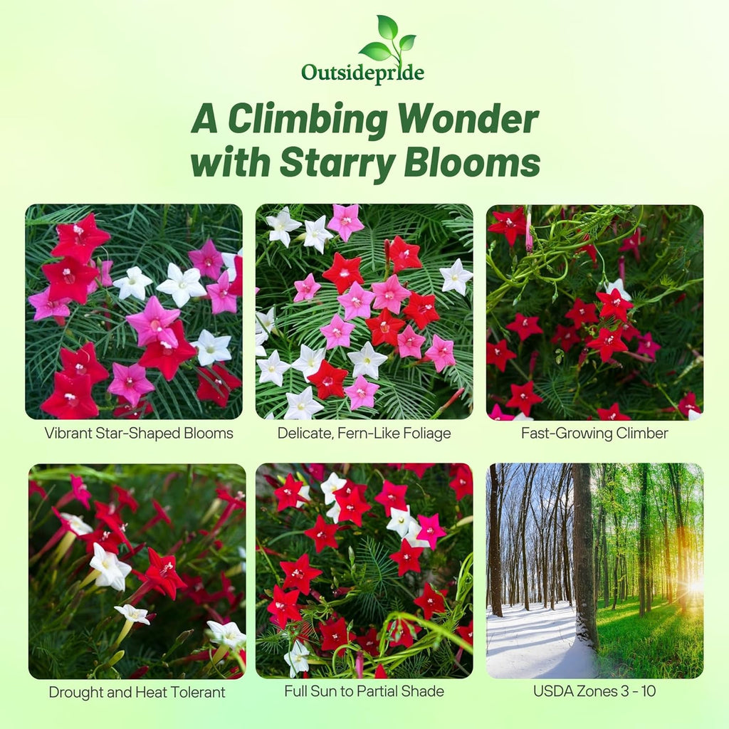 Outsidepride Mixed Cypress Vine Seeds - 100 Pcs Annual Flower Seeds with Nectar-Rich, Star-Shaped Flowers & Feathery, Fern-Like Leaves for Fences, Trellises, Pergolas & Vertical Gardens