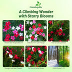 Outsidepride Mixed Cypress Vine Seeds - 100 Pcs Annual Flower Seeds with Nectar-Rich, Star-Shaped Flowers & Feathery, Fern-Like Leaves for Fences, Trellises, Pergolas & Vertical Gardens