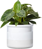Phoenix Vine 6 Inch Self Watering Planter Pot, Design White Terracotta Pot for Plants, Indoor Cylinder Terra Cotta Pot with Glass Vase, Set of 1, 51-B-F-1