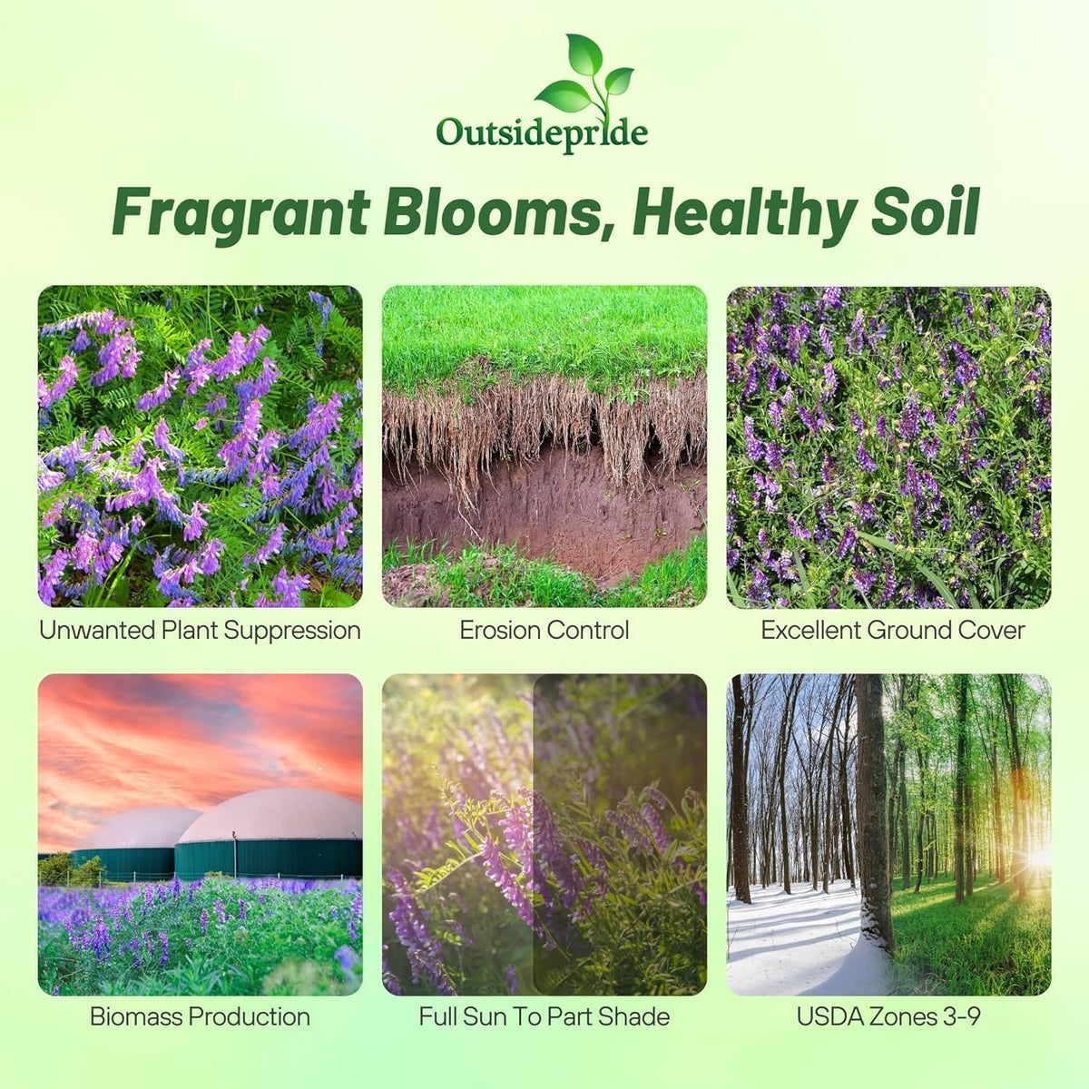 Outsidepride Hairy Vetch Cover Crop Seeds - 5 Lbs Cold Tolerant, Winter Hardy - Ideal for Soil Improvement, Green Pasture, Hay & Livestock Forage - Pollinator Friendly Garden Seeds, Ground Cover