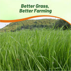 Outsidepride Ryegrass Seeds - 25 lb. Annual, Hardy & Fast-Growing, Cover Crop Seeds for Planting Glossy Dark Green Grass Leaves, Ideal for Hay Foraging, Pasture Grazing & Erosion Control