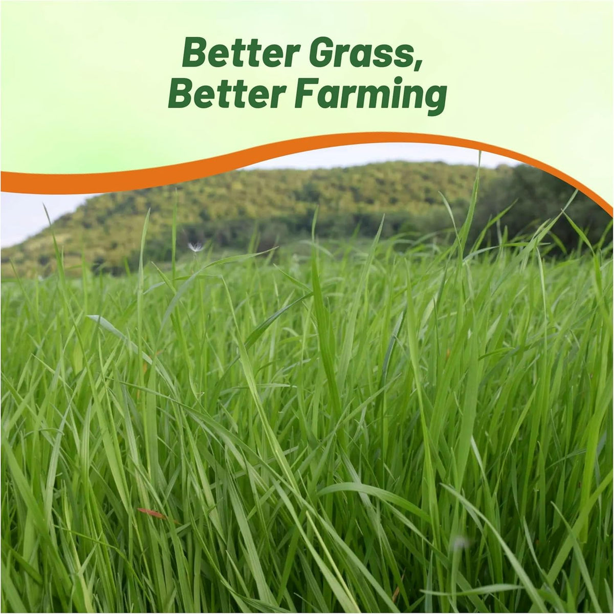 Outsidepride Ryegrass Seeds - 25 lb. Annual, Hardy & Fast-Growing, Cover Crop Seeds for Planting Glossy Dark Green Grass Leaves, Ideal for Hay Foraging, Pasture Grazing & Erosion Control