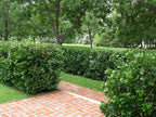 Viburnum Suspensum | 2 Large Gallon Size Plants I Sandankwa I Live Durable Evergreen Shrub with Fragrant Blooms, Ideal for Hedges, Privacy Screens, and Ornamental Landscaping