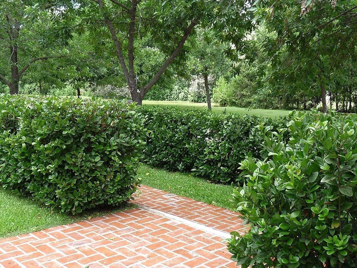 Viburnum Suspensum | 2 Large Gallon Size Plants I Sandankwa I Live Durable Evergreen Shrub with Fragrant Blooms, Ideal for Hedges, Privacy Screens, and Ornamental Landscaping