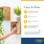 Costa Farms Live Mini Indoor Plants in Plastic Pots, Air Purifying Houseplants, Assorted Varieties, Home, Room, or Office Decor, House Warming or Birthday Gift, 4-6 Inches Tall, Pack of 20