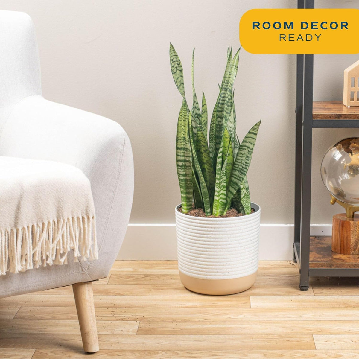 Costa Farms Snake Plant, Live Indoor and Outdoor Sansevieria Plant, Easy Care Tropical Houseplant Potted in Nursery Pot, Air Purifying Succulent Plant in Soil, Housewarming, Home Décor, 2-3 Feet Tall