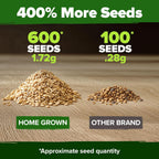 HOME GROWN Beefsteak Tomato Seed 2Pack - 600 Heirloom Tomato Seeds for Planting Outdoors – High-Yield Non-GMO Vegetable Seeds for Growing Large, Meaty Tomatoes for Summer Dishes (Solanum lycopersicum)