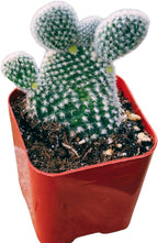 Succulents Plants Live 2inch Live Mini Succulent Plants, Easy Care House Plants Rooted in Succulent Soil Mix, by The Succulent Cult (Bunny Ear Cactus, 2 Inch)