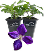 Clematis Jackmanii - 2 Live Starter Plants in 2 Inch Growers Pots - Starter Plants Ready for The Garden - Beautiful Violet Purple Flowering Vine