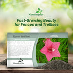 Outsidepride Rose Cypress Vine Seeds - 100 Pcs Annual Flower Seeds with Nectar-Rich, Star-Shaped Flowers & Feathery, Fern-Like Leaves for Fences, Trellises, Pergolas & Vertical Gardens