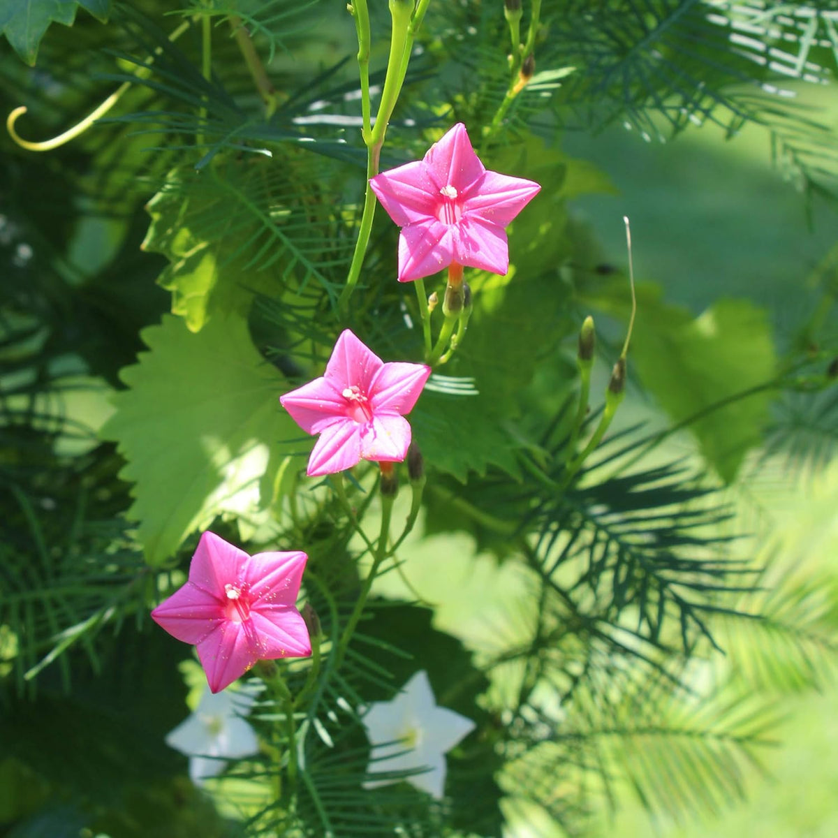 Outsidepride Rose Cypress Vine Seeds - 200 Pcs Annual Flower Seeds with Nectar-Rich, Star-Shaped Flowers & Feathery, Fern-Like Leaves for Fences, Trellises, Pergolas & Vertical Gardens