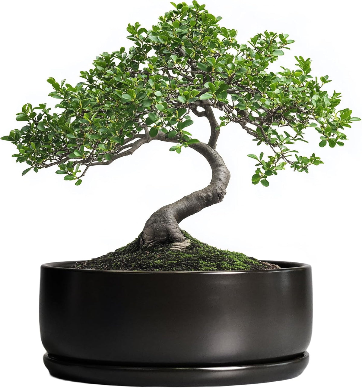 SQOWL Bonsai Pots - 8 Inch Ceramic Plant Pots for Succulents, Round Indoor Planter with Drainage Hole and Saucer, Shallow Modern Planter Bowl, Room Decor, Black
