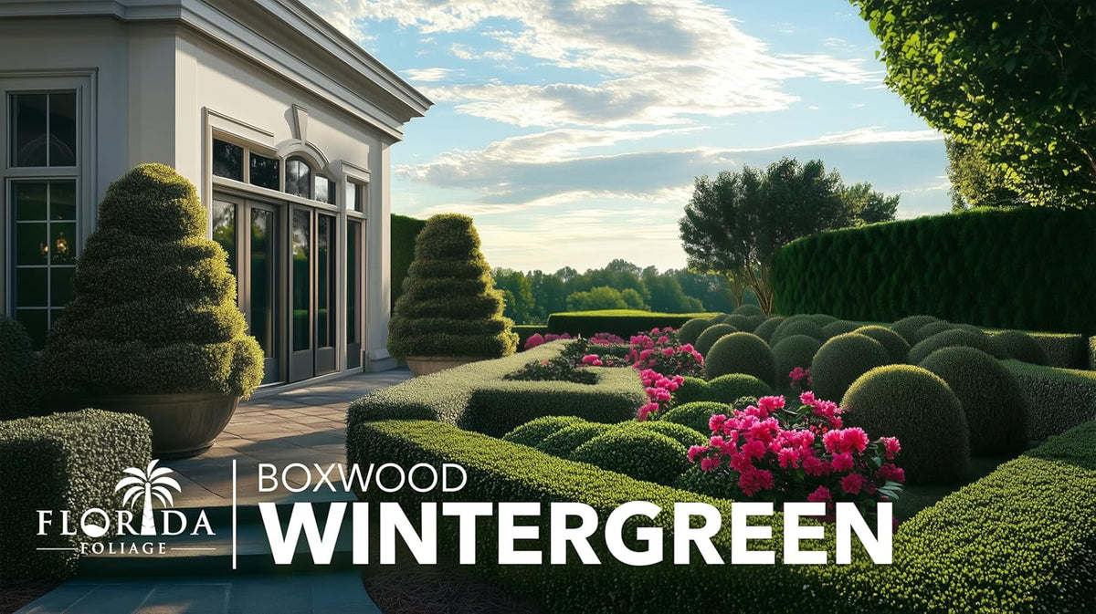 Wintergreen Boxwood | 1 Extra Large 3 Gallon Plant | Buxus Microphylla | Evergreen Shrub, Dense Foliage, Formal Garden, Low Maintenance, Privacy Hedge, Year-Round Interest, Landscaping Shrub