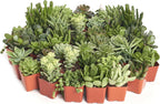 Shop Succulents Verde Succulent Plant Pack Bulk Collection - Live Mini Succulent Plants, Low Maintenance, Mix of Green Succulents & Textures - Wedding and Party Favors, Gift & Garden, Pack of 128