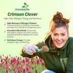 Outsidepride Crimson Clover Seeds - 2 lbs. Annual, Nitrocoated, & Inoculated Ground Cover Seeds, Ideal Clover Seed for Lawn, Cover Crop, Pasture, Hay, Green Manure & Wildlife Forage