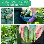 Woods Creek Seeds: National Pickling Cucumber Seeds for Planting - Over 90 Heirloom Cucumber Seed Pack - Non-GMO Pickling Cucumbers for Planting Indoors or Outdoors