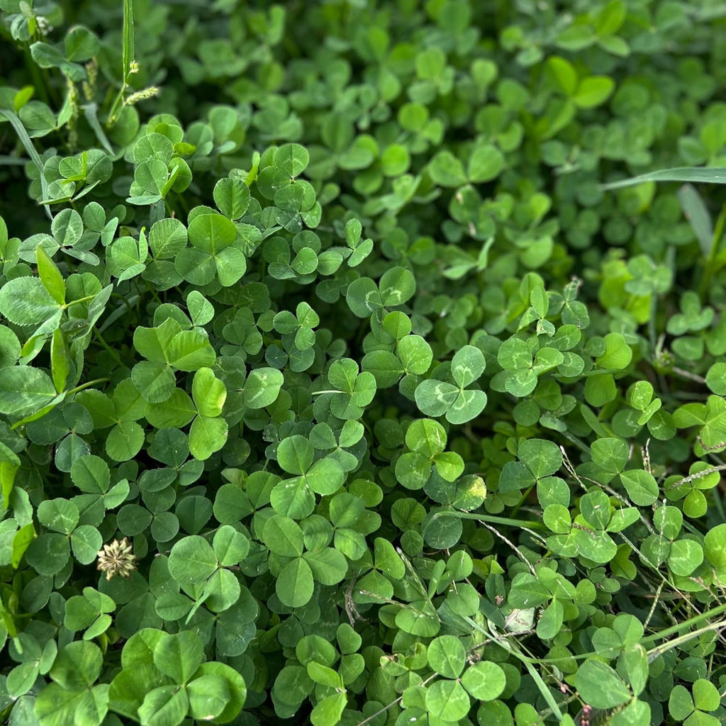 Micro Clover Seed for Lawn - 25 Lb Bulk - ~10 Million Microclover Seeds for Planting - Drought-Tolerant Mini Grass Alternative by Mountain Valley Seed Company