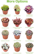 Live Succulents 'Turtle Vine' (4-inch), Succulent Plants Fully Rooted in Pots with Soil, Easy-Care House Plant for DIY, Home Office Decor, Wedding Party Favor