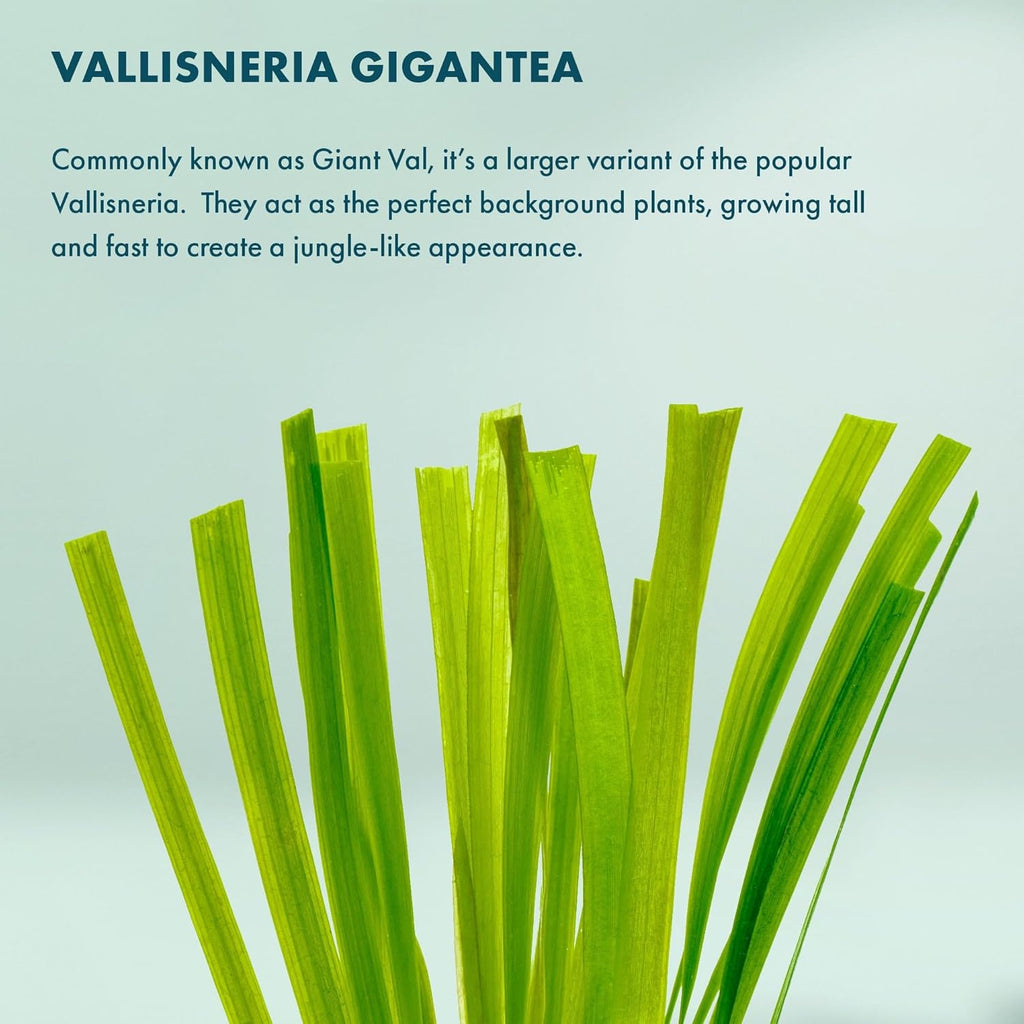 SubstrateSource Live Plant - Tall Grass, Vallisneria Gigantea - Easy Care, Moderate to High Light, Bright Green Accent, Freshwater Aquatic Plant for Aquascaping - Lead Bunch