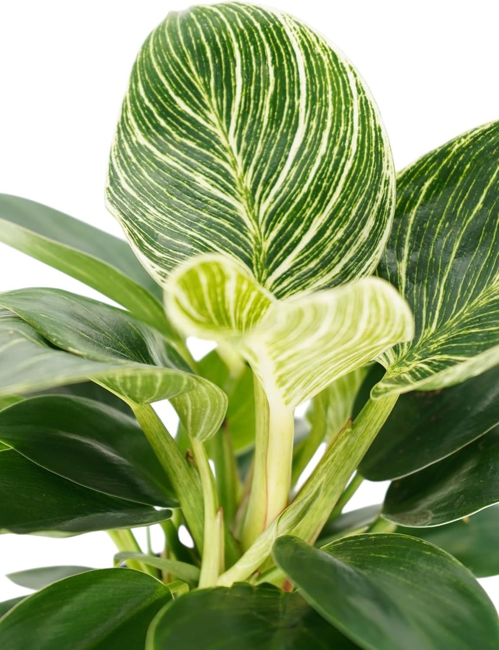 Philodendron Birken Live Plant | Indoor House Plant for Home Decor, Room Decor, Office Decor | Air Purifying Philodendron Houseplant | Elegant Plants Live Houseplants