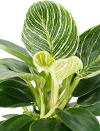 Philodendron Birken Live Plant | Indoor House Plant for Home Decor, Room Decor, Office Decor | Air Purifying Philodendron Houseplant | Elegant Plants Live Houseplants