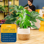 Costa Farms Monstera Swiss Cheese Plant, Live Indoor Plant, Easy to Grow Split Leaf Houseplant in Indoors Nursery Plant Pot, Housewarming, Decoration for Home, Office, and Room Decor, 2-3 Feet Tall