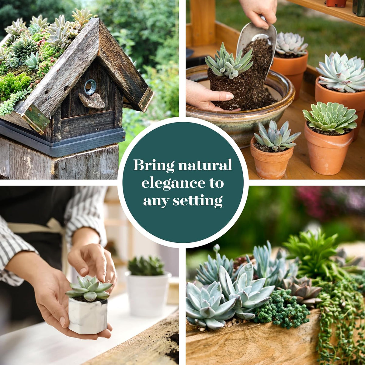Shop Succulents Blue & Green Succulent Plant Pack Bulk Collection - Live Mini Succulent Plants, Low Maintenance, Mixture of Textures - Wedding and Party Favors, Gift & Garden, Pack of 128