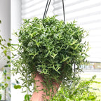 Live Succulents String of Dolphins (4-inch), Succulent Plants Fully Rooted in Pots with Soil, Easy-Care House Plant for DIY, Home Office Decor, Wedding Party Favor