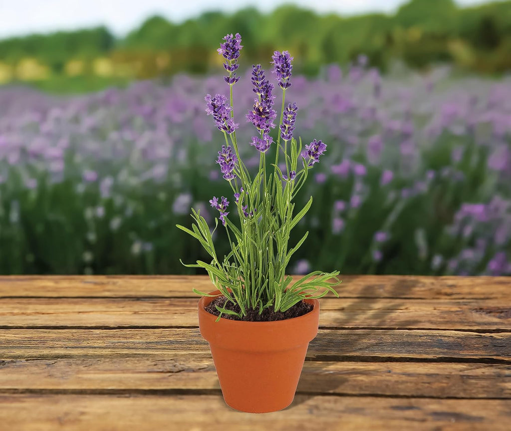 BUZZY Seeds Terracotta Mini Grow Pots | Herb, Plant, Flower Starter Kit for Kids & Adults | Assorted 20-Pack, | Lavender Seeds Guaranteed to Grow | Indoor Grow Your Own Plant Gardening Gift