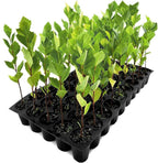 American Sycamore | 3 Live Trees | Platanus occidentalis | Fast-Growing Shade Plants | Privacy Enhancing Greenery for Expansive Landscapes