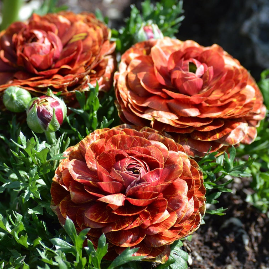 Eden Brothers Ranunculus Bulbs - Cafe