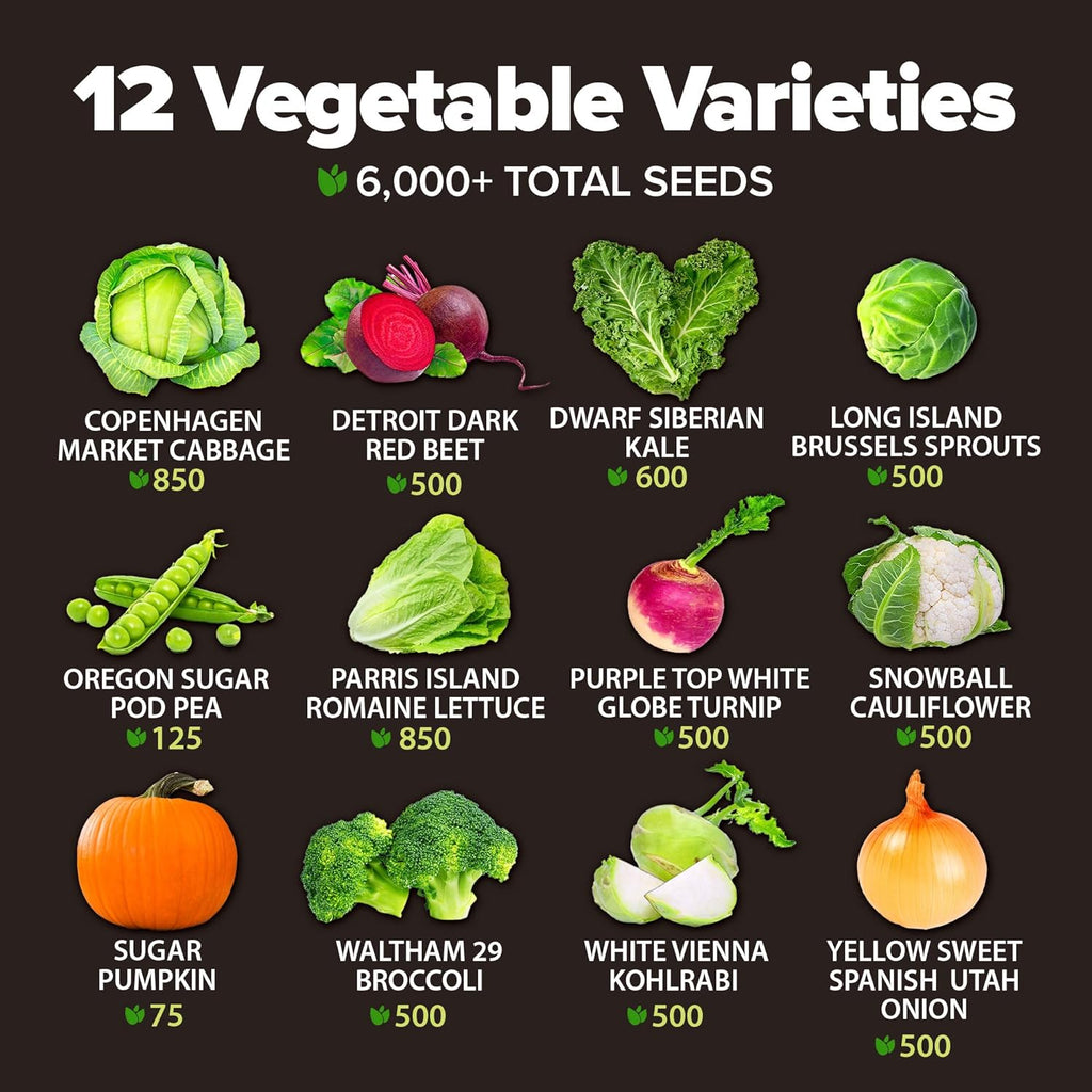 HOME GROWN 12 Fall Vegetable Seeds 6,000+ 𝗨𝗦𝗔 Heirloom 𝗡𝗢𝗡-𝗚𝗠𝗢 Seeds for Fall & Winter Planting – Beets, Broccoli, Cabbage, Kale, Onion, Pumpkin, Turnip, Lettuce, Peas & More for Home Garden