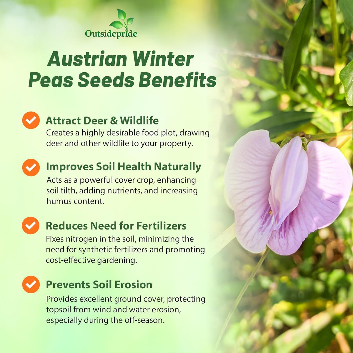 Outsidepride Austrian Winter Peas Seeds for Planting – 50 lbs Bag (Cool-Season Cover Crop, High-Protein Deer Food Plot Seed) Field Peas, Cover Crop Seeds, Spring Mix for Soil Health & Forage