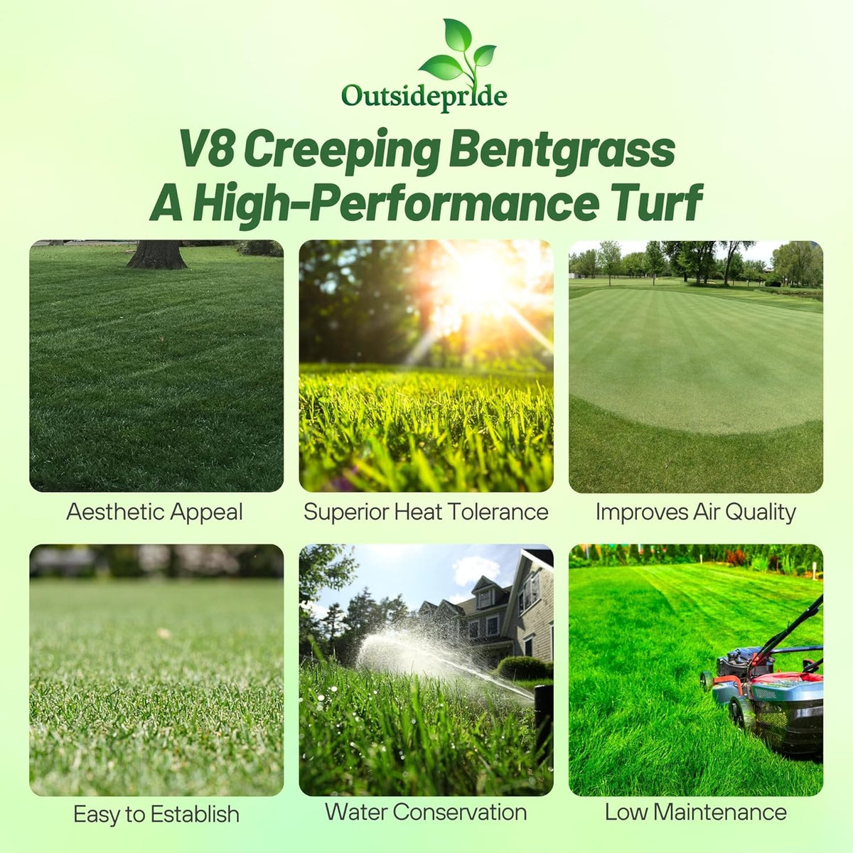 Outsidepride V8 Creeping Bentgrass Seed - 2 lbs. Fine-Bladed, Premium Quality Turf, Grass Seeds for Smooth Surface, & High-Traffic Areas, Ideal Grass for Golf Courses Putting Greens, & Fairways
