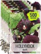 Seed Needs, Black Hollyhock Seeds - 100 Heirloom Seeds for Planting Alcea rosea - Great for Gothic Gardens, Open Pollinated Biennial that Attracts Pollinators (5 Packs)