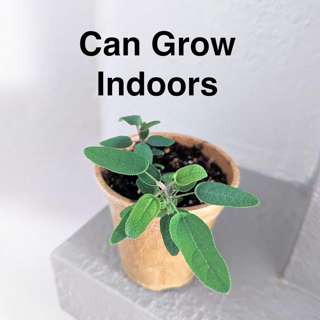 Lemon Eucalyptus (Corymbia citriodora) Live Plant - Fragrant Indoor/Outdoor Plant with Natural Insect Repellent Citronella Oil (2 eucal-Lemon Cups)