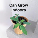 Lemon Eucalyptus (Corymbia citriodora) Live Plant - Fragrant Indoor/Outdoor Plant with Natural Insect Repellent Citronella Oil (2 eucal-Lemon Cups)