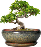 SQOWL Bonsai Planter - 10 Inch Ceramic Succulent Pots, Shallow Plant Pot Indoor with Drainage Hole and Saucer, Ceramic Bonsai Pots, Round Planter Bowl Outdoor, House Decor, Plant Lover Gifts, Brown