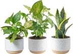 Costa Farms Live Plants (3 Pack), Easy to Grow Real Indoor Houseplants, Air Purifying Plants, Grower's Choice in Home Décor Indoors Plant Pots, New House Gift or Room Décor