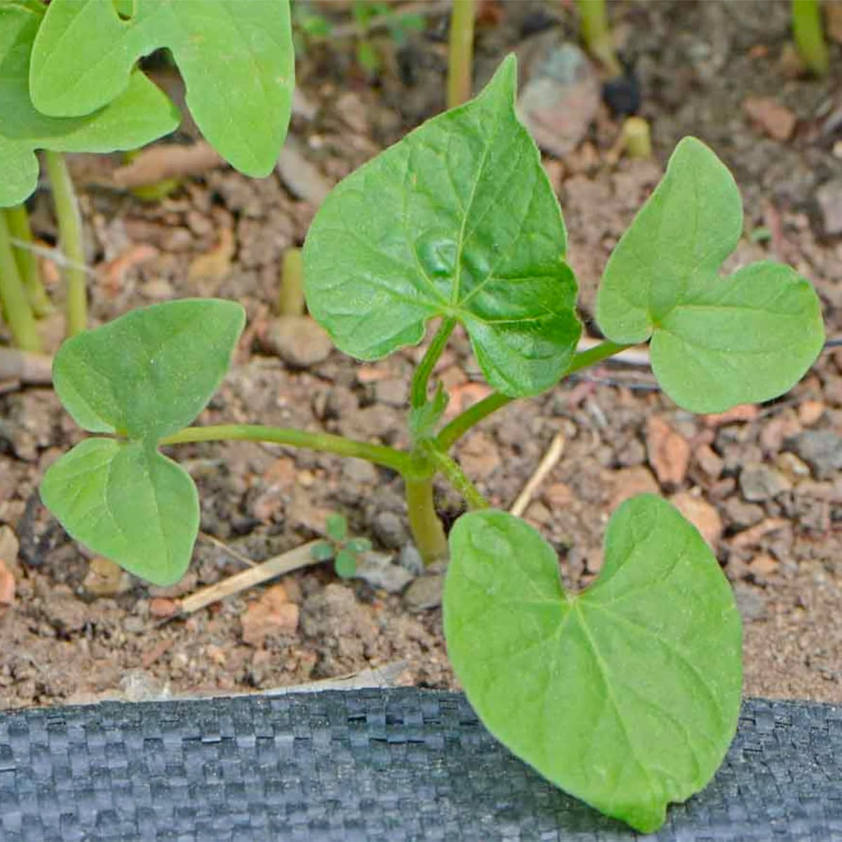 Seed Needs, Grandpa OTT Morning Glory Seeds - 100 Heirloom Seeds for Planting Ipomea purpurea - Annual Blue/Violet Blooms, Flowering Vine for a Natural Privacy Fence (2 Packs)